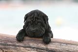 SHAR-PEI 495